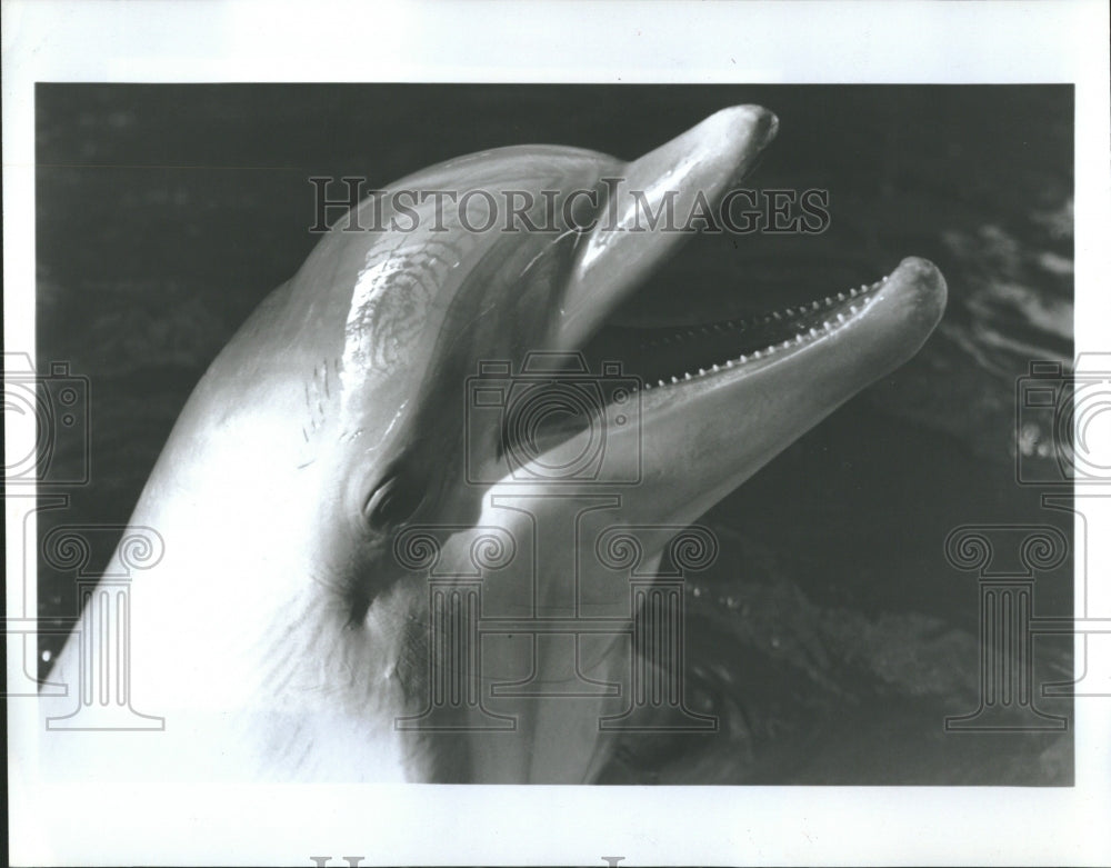 1987 DOLPHIN NEMO BROOK FIELD ZOO CHICAGO - Historic Images