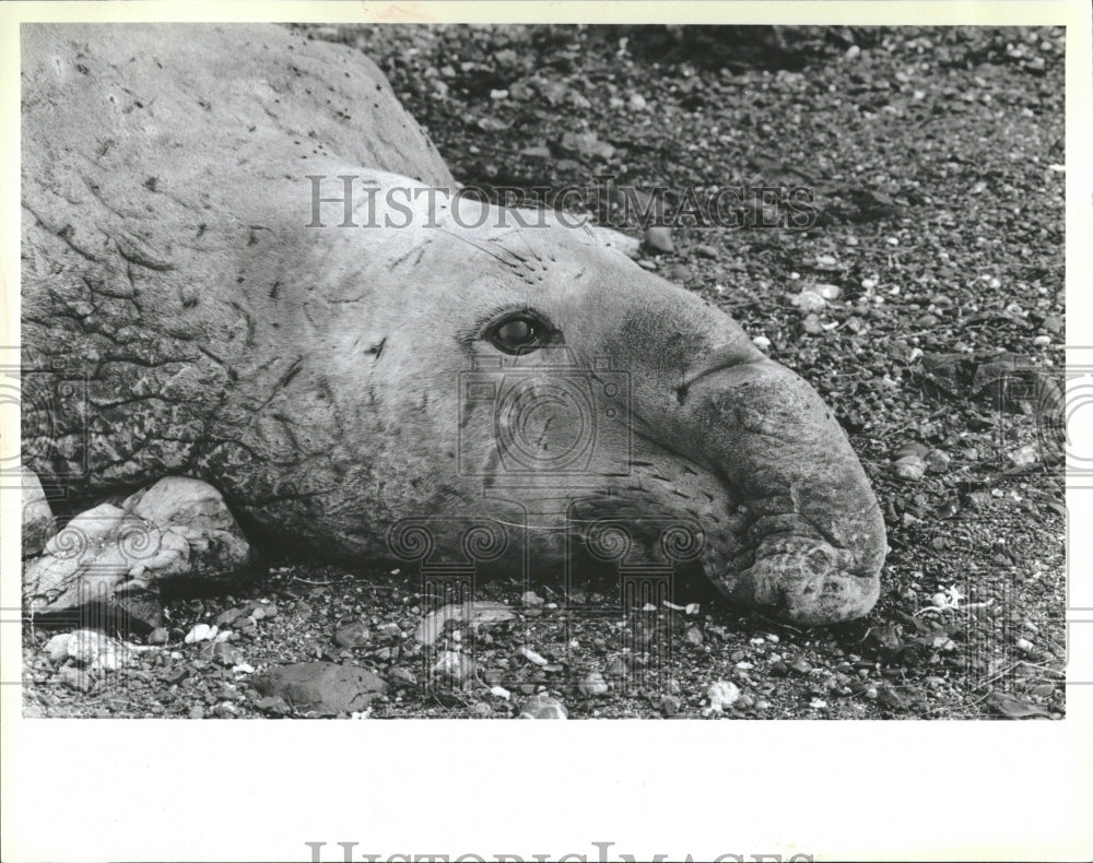 1987 Sea Animals Humber Whales - Historic Images