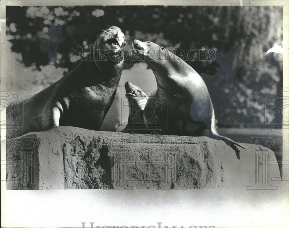 1983 SEAL LINCOLN PARK ZOO - Historic Images