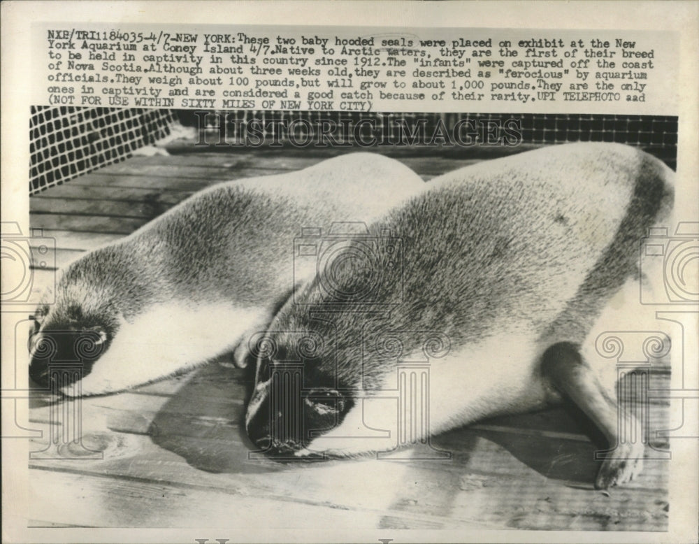 Hooded Seal Pups/New York Aquarium - Historic Images