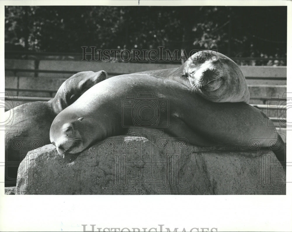 1982 Pinnipeds Seals Sea Lions Fin-footed - Historic Images