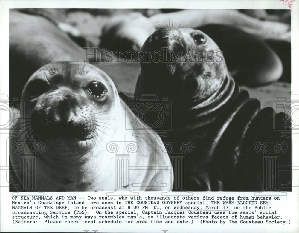 1982 Seals Animals Mexico Guadalupe Island - Historic Images