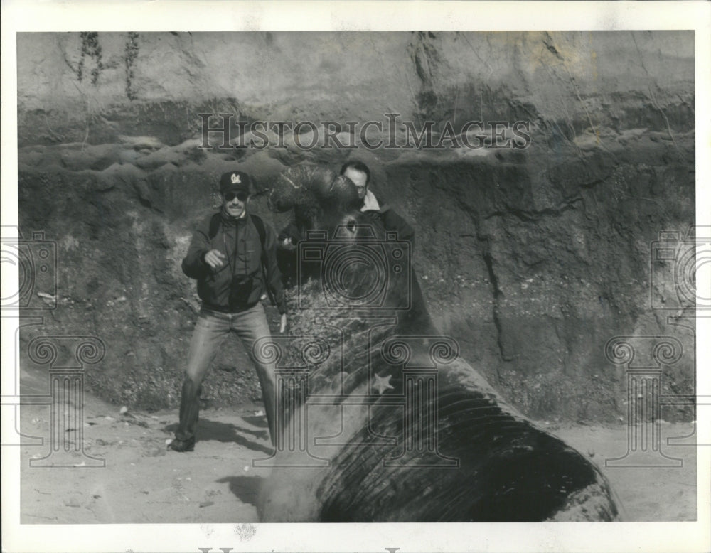 1988 Pinnipeds Seal Lions Fin-footed Mammal - Historic Images