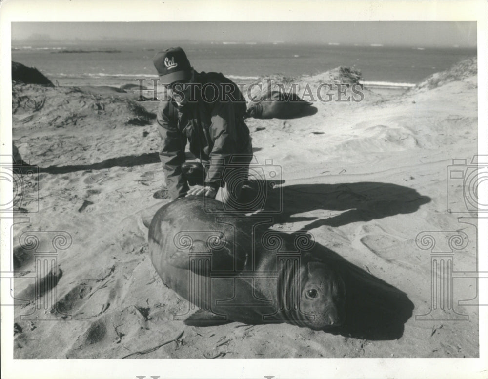 1988 Elephant Seal Animals - Historic Images