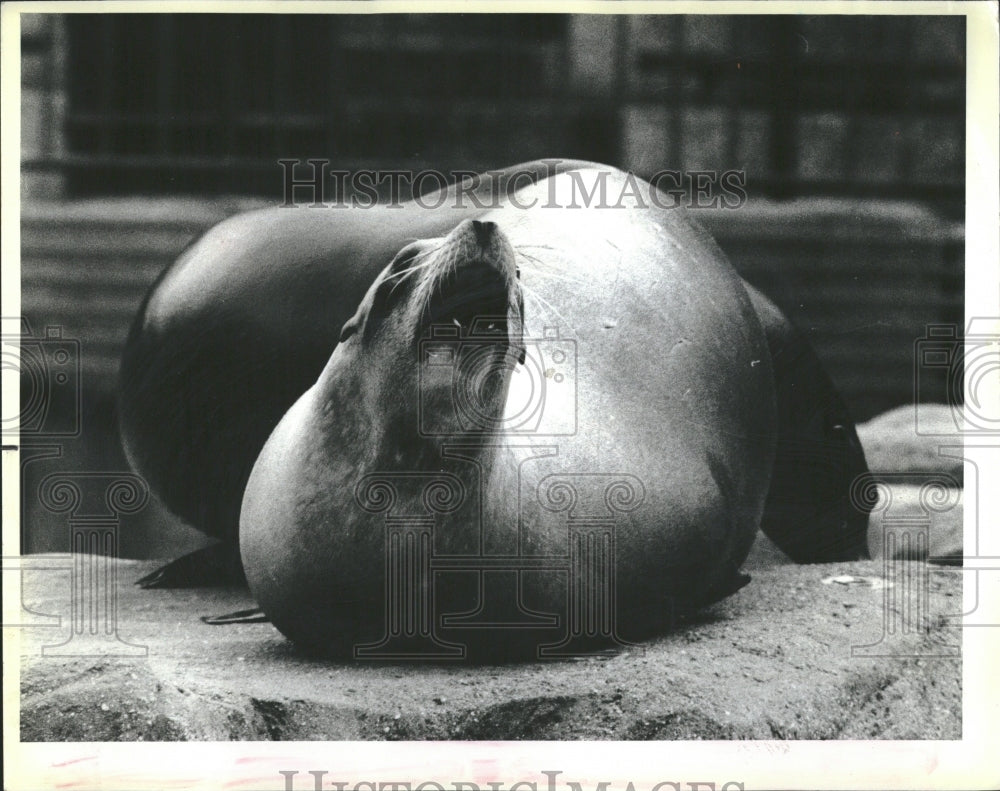 1985 Seal Animals Lincoln Park Zoo - Historic Images