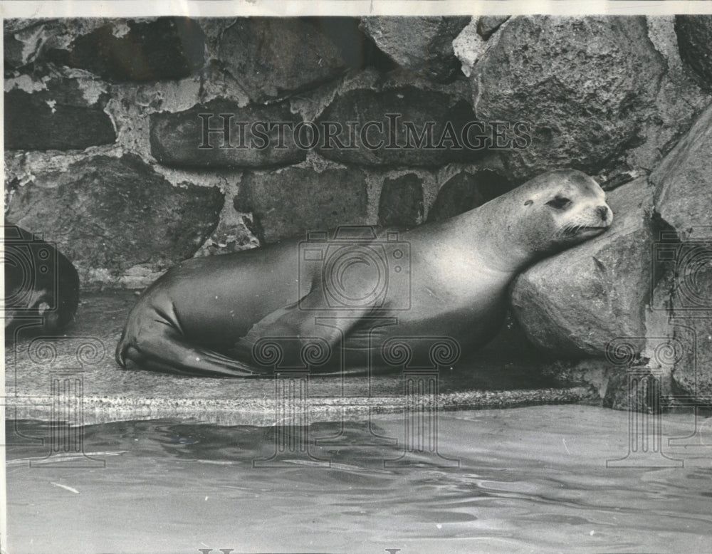 1968 Seal Lincoln Park Zoo - Historic Images