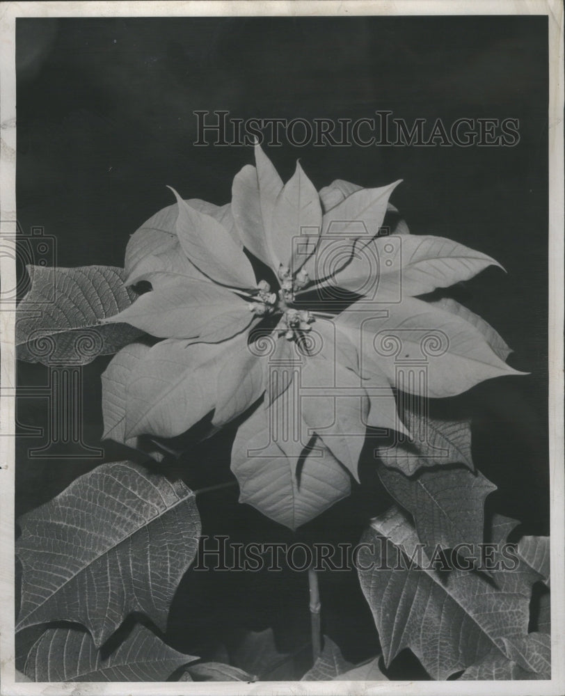 1947 Poinsettia Plants Garden Leaf Show - Historic Images