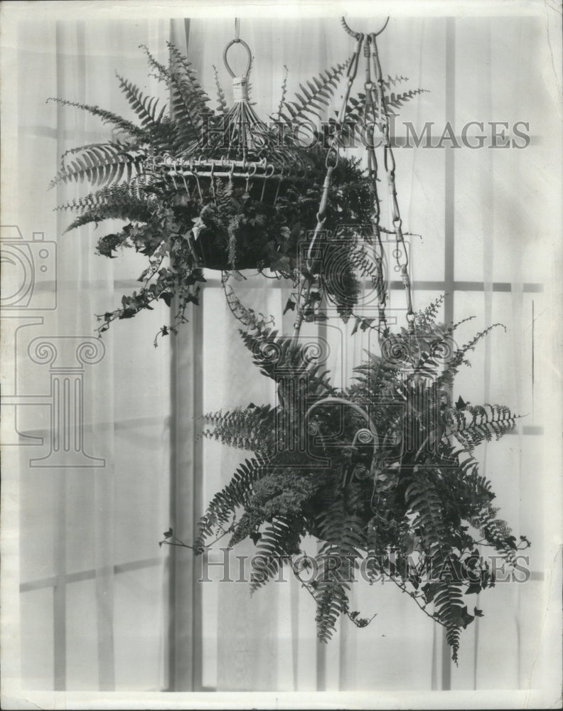 1966 Natural Plants Hanging Gardens-Historic Images