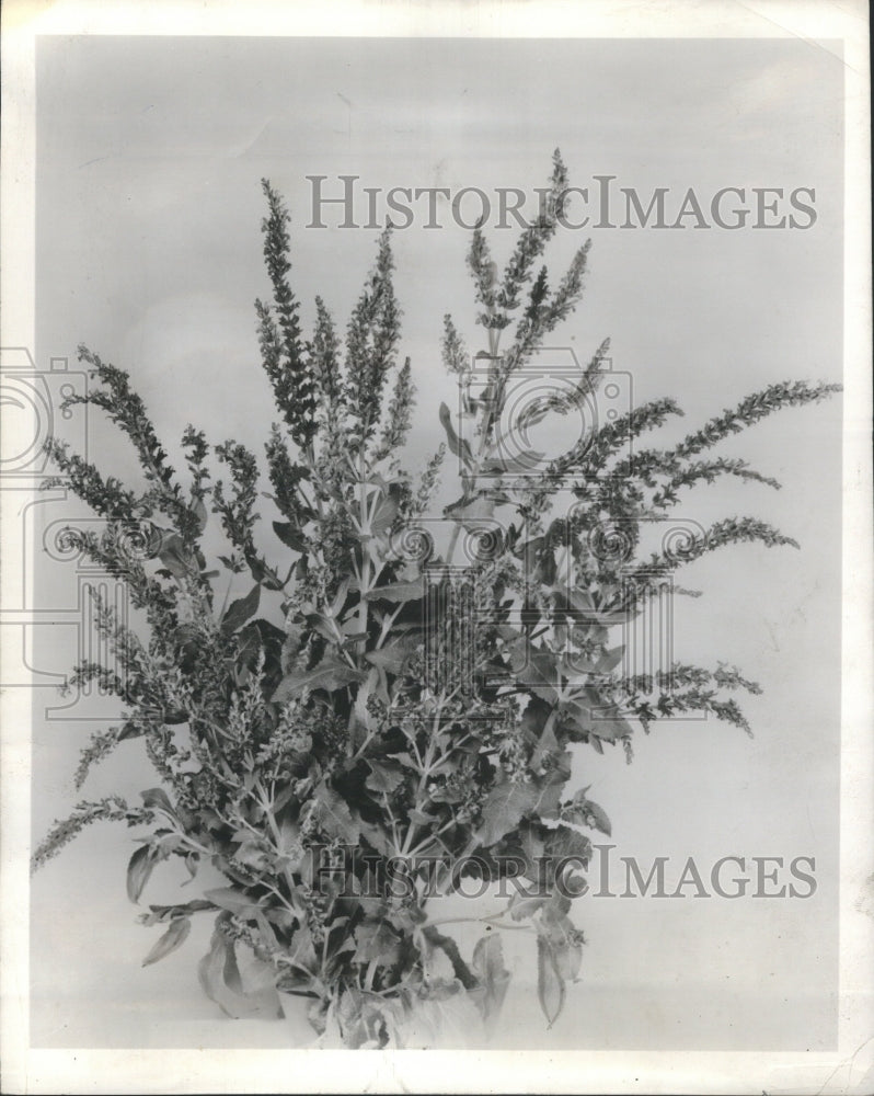 1958 Press Photo Purple Glory Perennials Plants - Historic Images