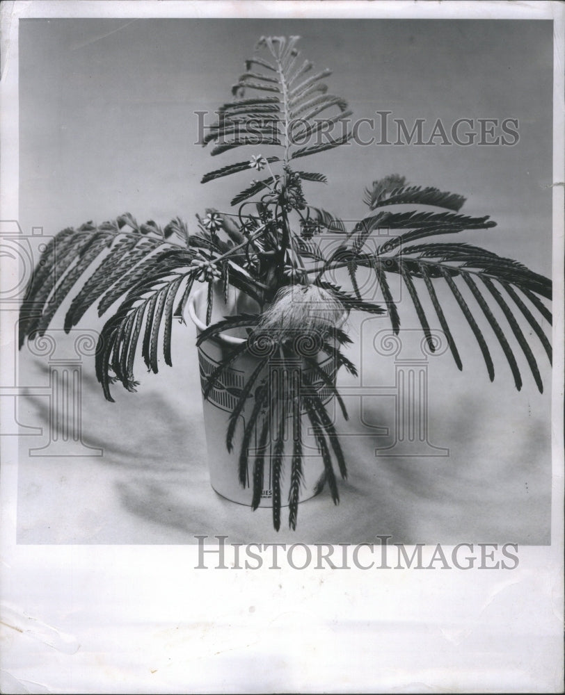 1951, Mimosa Pudica Plant Sensitive Touch Me - RRU00923 - Historic Images