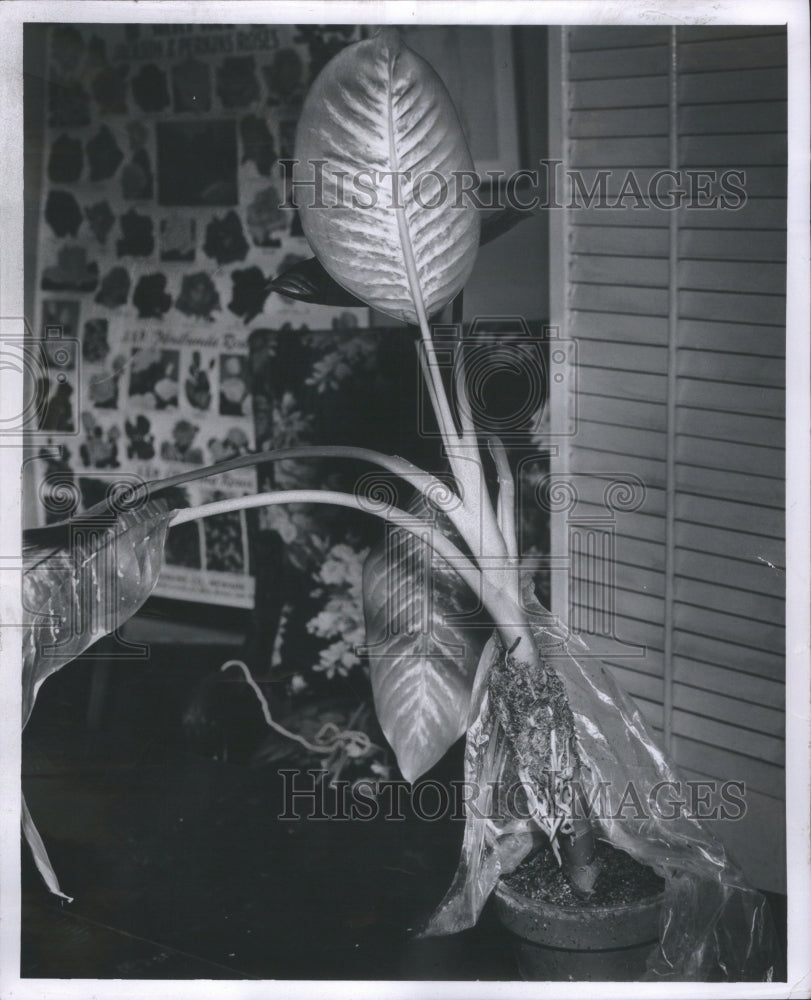 1962 Air Layering Diefenbachia Plants - Historic Images