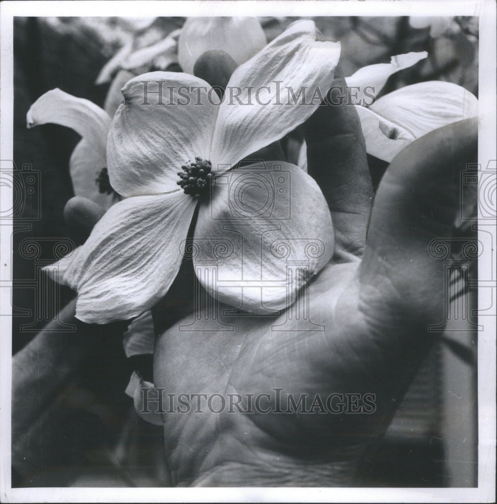 1969 Press Photo Plant Dogwood. - Historic Images