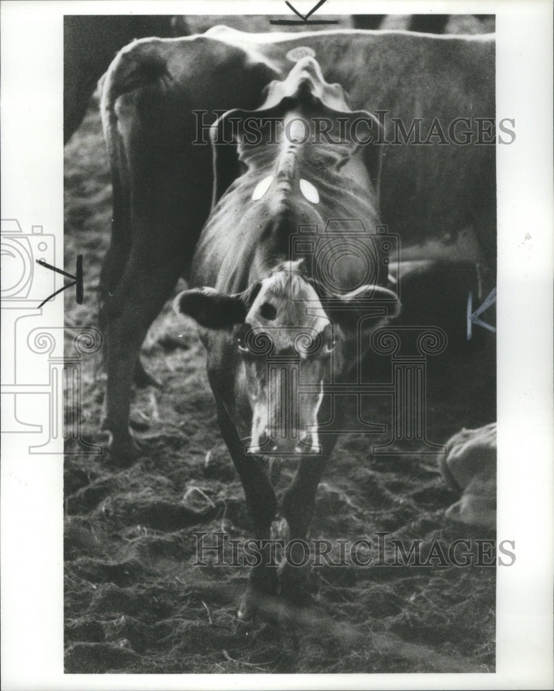 1986 Drought Georgia Black Buffaloe Grass - Historic Images