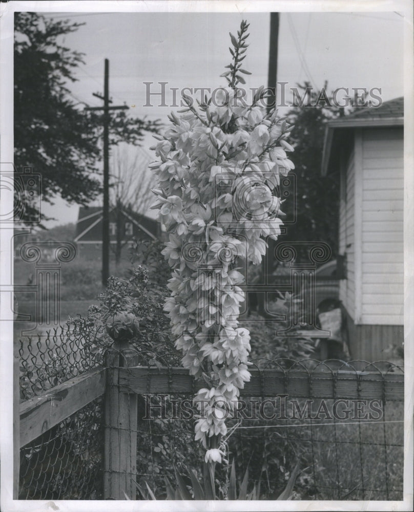 1947 Press Photo Beatrice Model Yucca Plant Garden Show - Historic Images