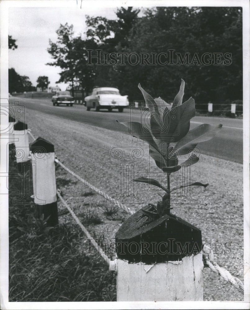 1958 Shubbery Montcalmlonia Country Root - Historic Images