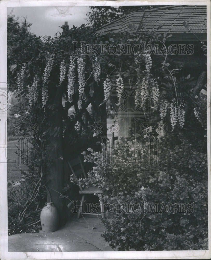 1942 Wysteria Vines Mrs David Dunlop Home - Historic Images