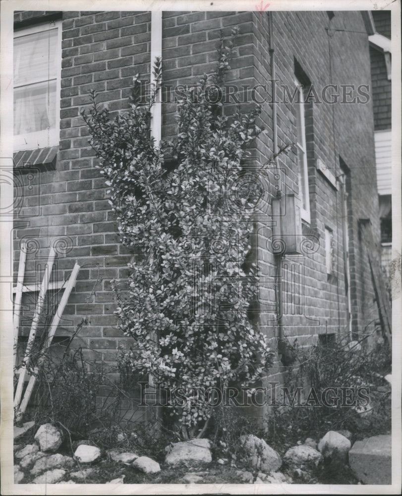 1948 Oswaldo Turrin Euonymus Japonicus - Historic Images