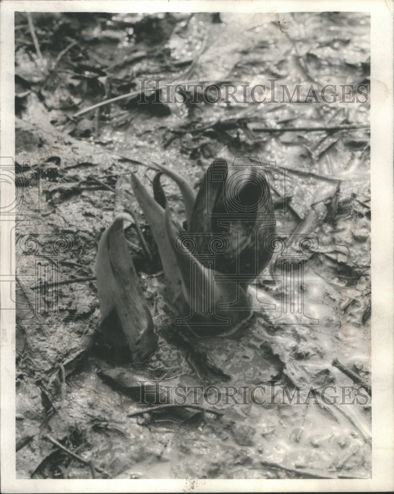 1939 Press Photo Skunk Cabbage Plant Garden - RRU04909 - Historic Images