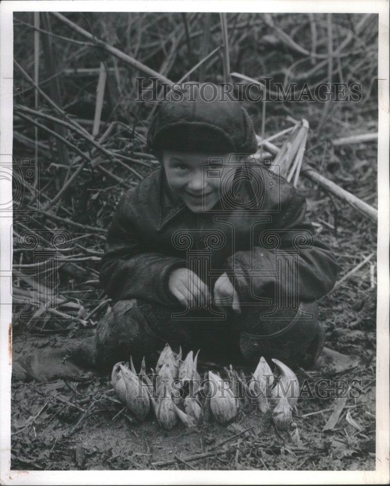 1947 Press Photo Little Boy Skunk Cabbages Plants - Historic Images