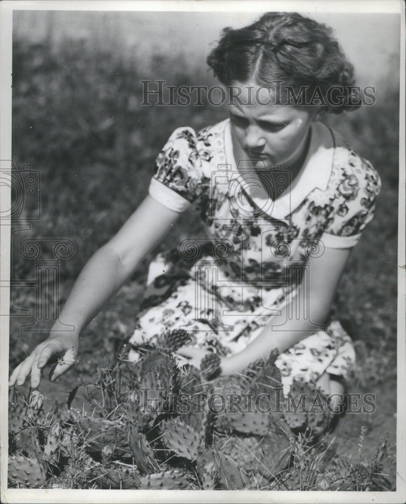 1951 Press Photo Cactus Plant Botanical Mystery Sand - RRU05859 - Historic Images