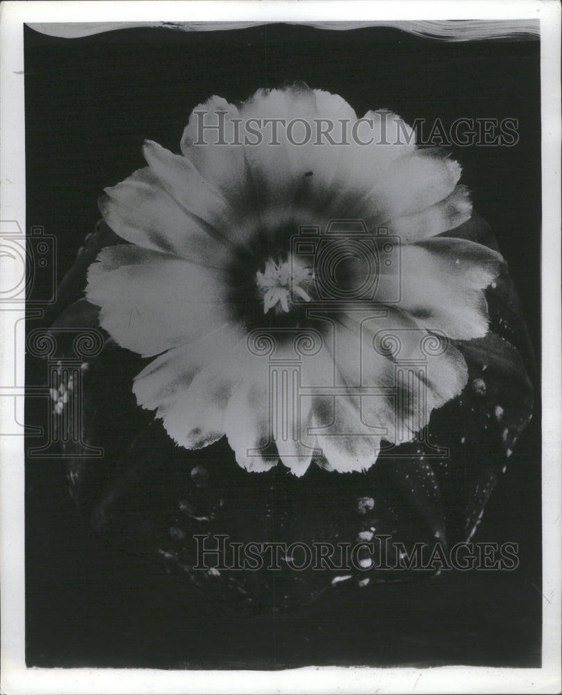 1942 Press Photo Sea Urchin Mexico Flower Palnts Type - Historic Images