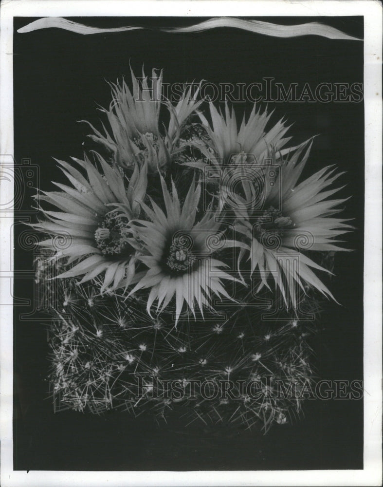 1942 Press Photo Plants Cactus Canada Purple Flower Pun - Historic Images