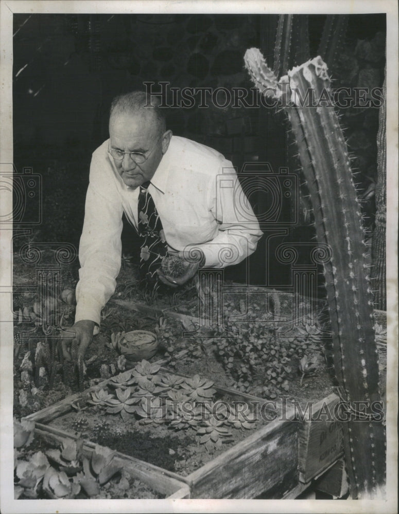 1952 Cactus Plants Rock Gardens Hardihood - Historic Images