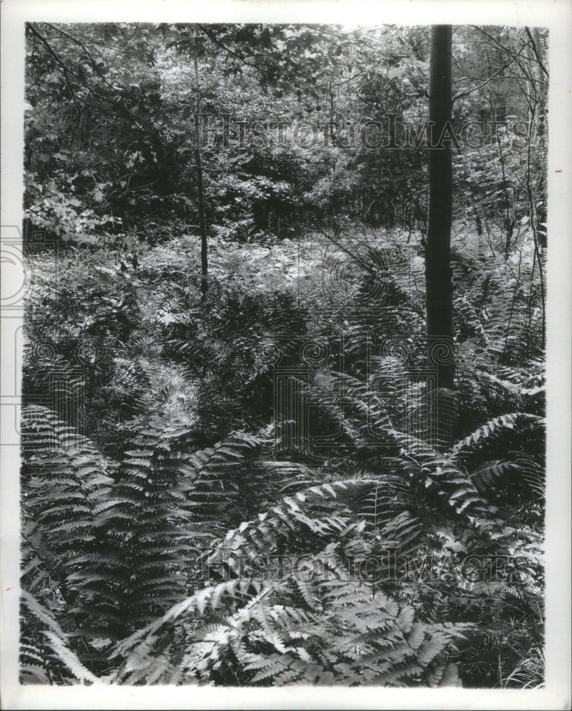 1944 Press Photo Nature Garden Ferns Plants Man Trees - Historic Images