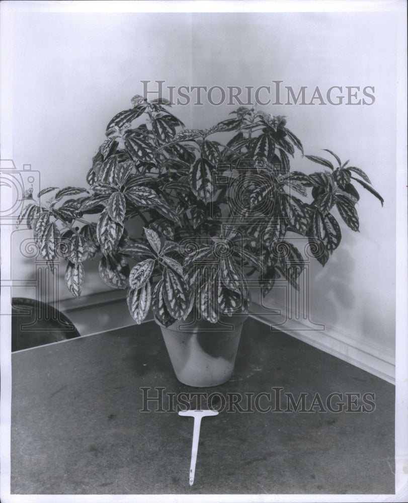 1957, Sun Gardens House Plants Aluminium - RRU05915 - Historic Images