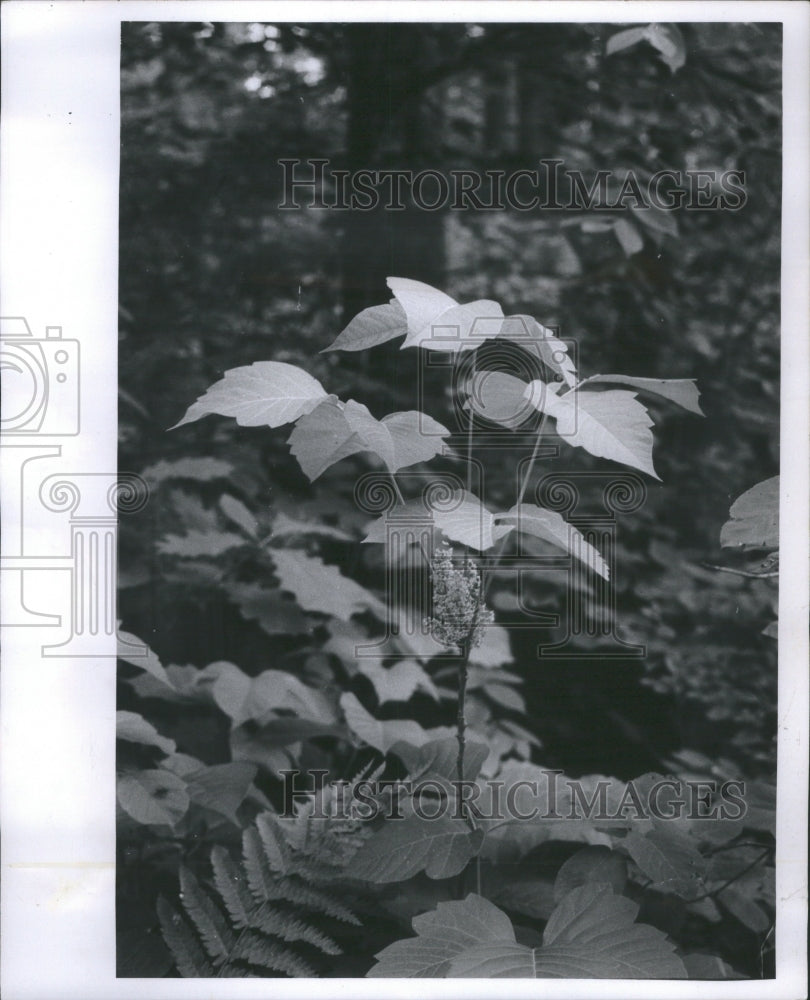 1974, Poison Ivy Bloom Garden Plants Leaf - RRU05921 - Historic Images