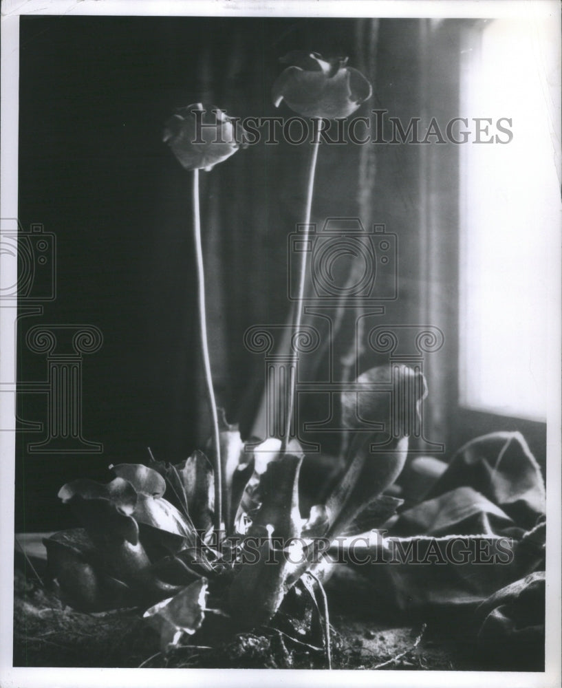 1945, Home Decorated Pitcher Plants Carnivor - RRU05925 - Historic Images