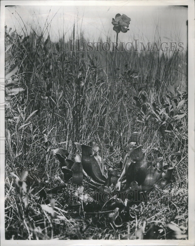 1938 Press Photo Sports Bulldog Pitcher Plant Flowers - Historic Images