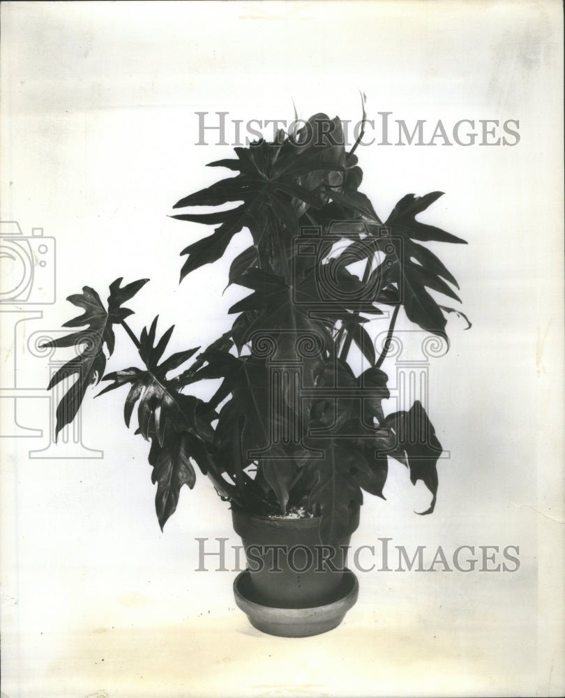 1968 Philodendron Dubia House Plants Flower - Historic Images