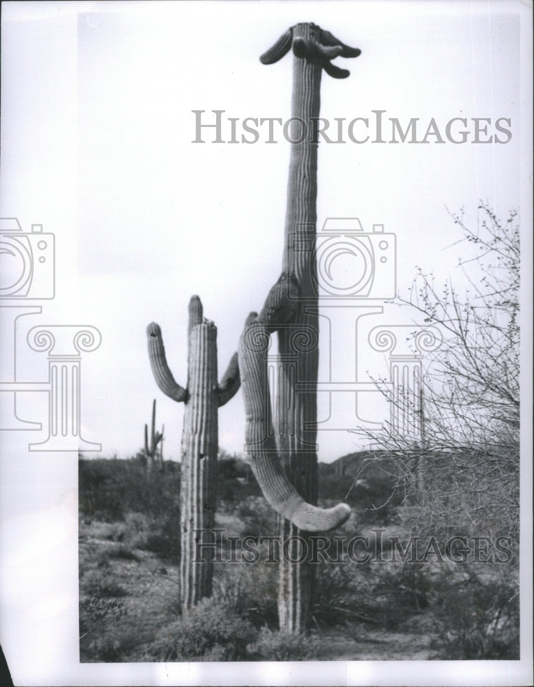 1955 Coctus Woman Shopper Child Plant Arm - Historic Images