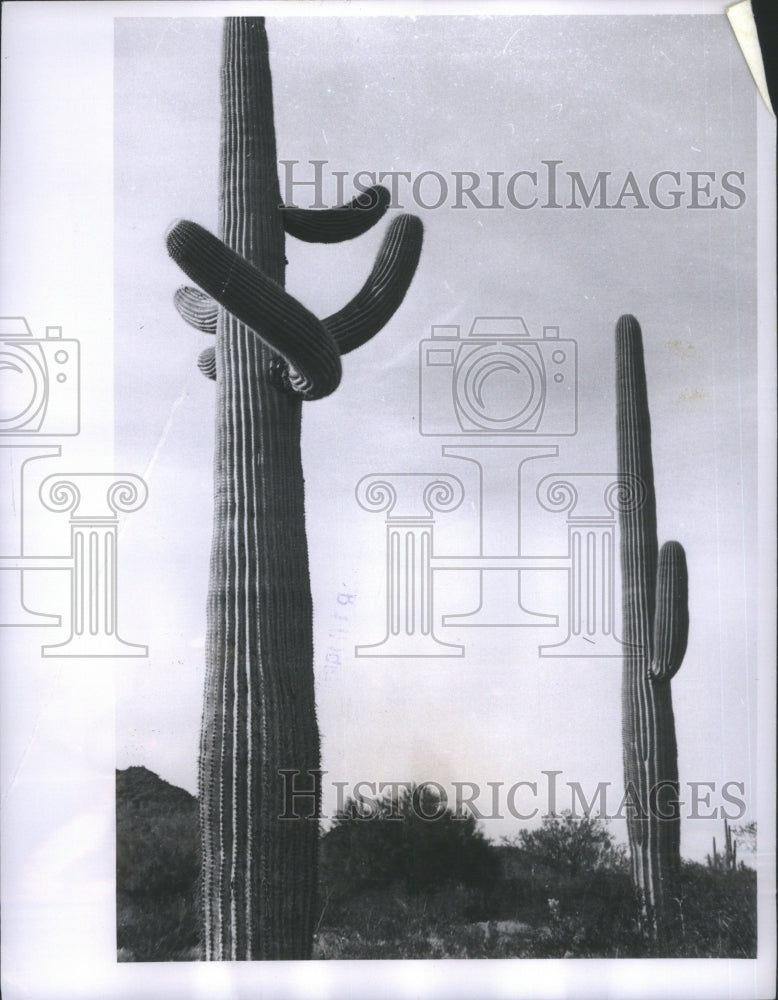 1955 Cactus Plants Nosed Saguaro Sheriff - Historic Images