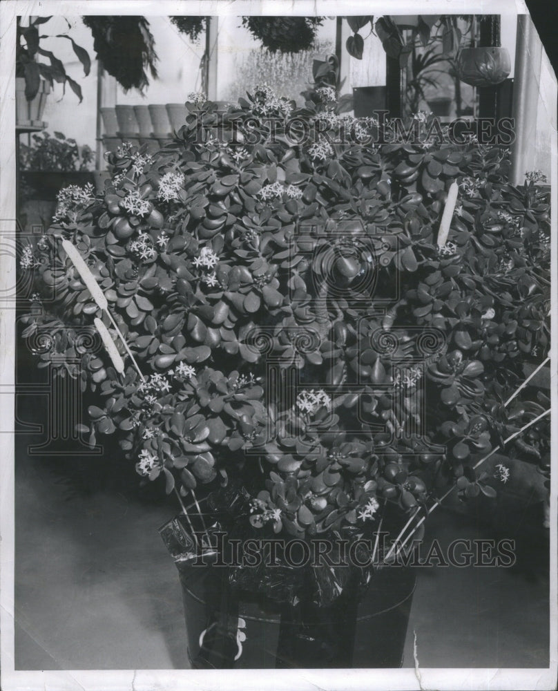 1939 Japanese Rubber Plant Garden Flowers - Historic Images