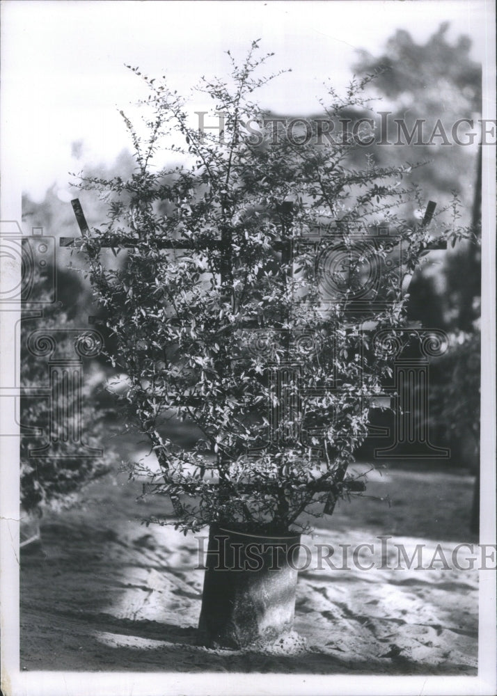 1968 Pyracantha Plants Home Garden Decorate - Historic Images