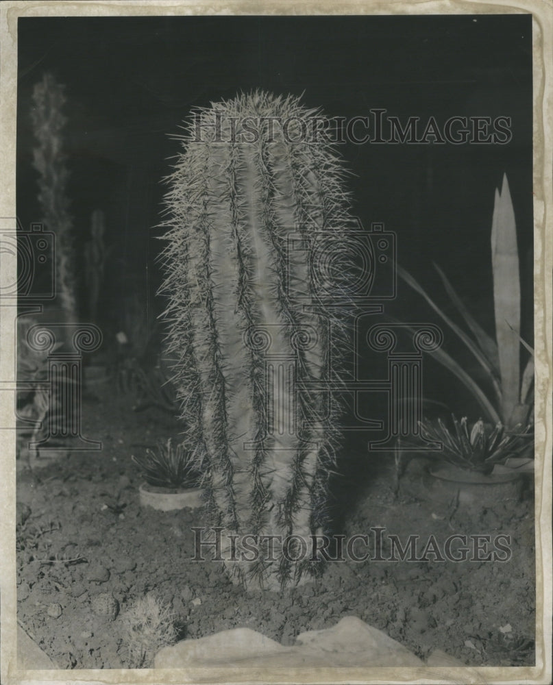 1951 Saguaro Cactus Sonoran Desert Arizona - Historic Images