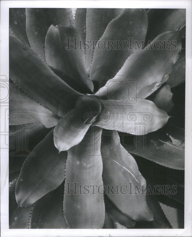 1960, Billberqia Pyramidalis Concolor Garden - RRU06081 - Historic Images