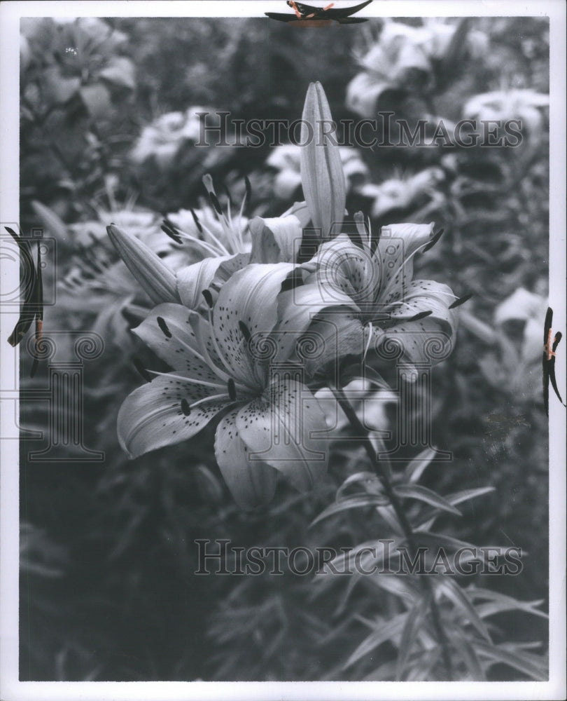 1964, Joan Evans Mid Century Lilies Flowers - RRU06165 - Historic Images