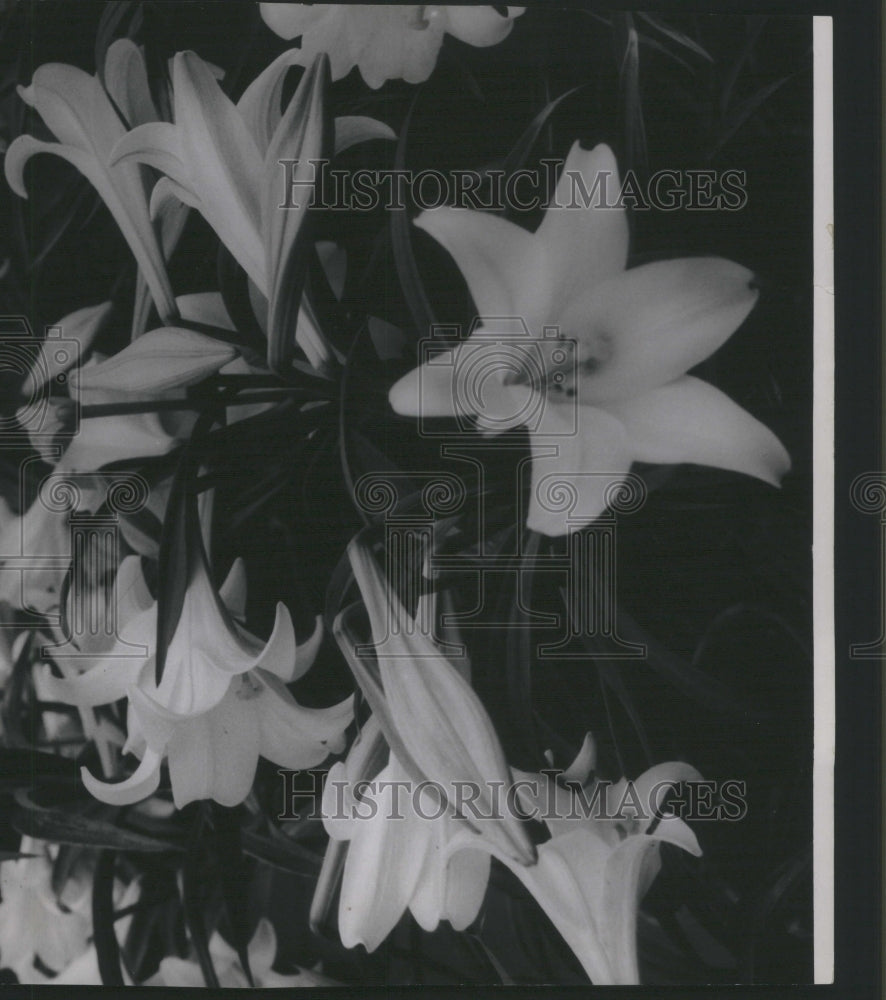 1935, Mrs Place Park Easter Lilies Flower - RRU06201 - Historic Images