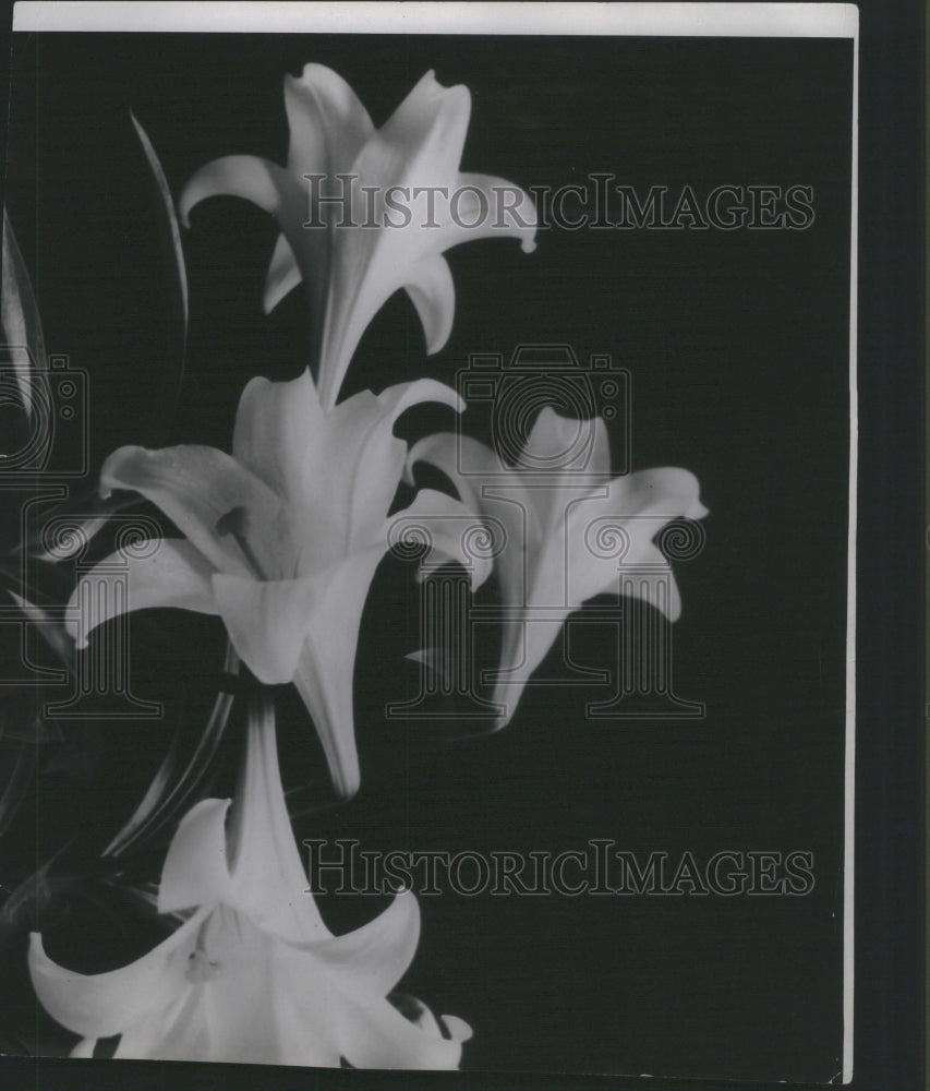 1935 Press Photo Easter Lilies Park Place Flower - RRU06205 - Historic Images