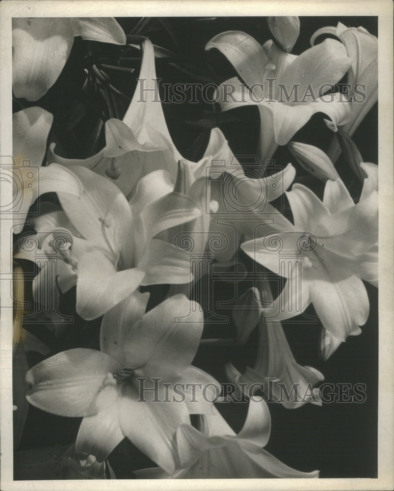 Press Photo Lillies - RRU06211 - Historic Images