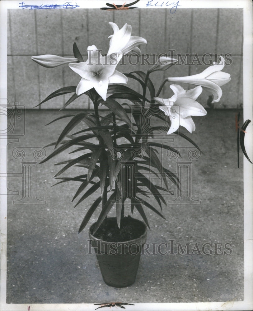 1964 Press Photo Beautiful Easter Lily Show Flower Leaf - Historic Images