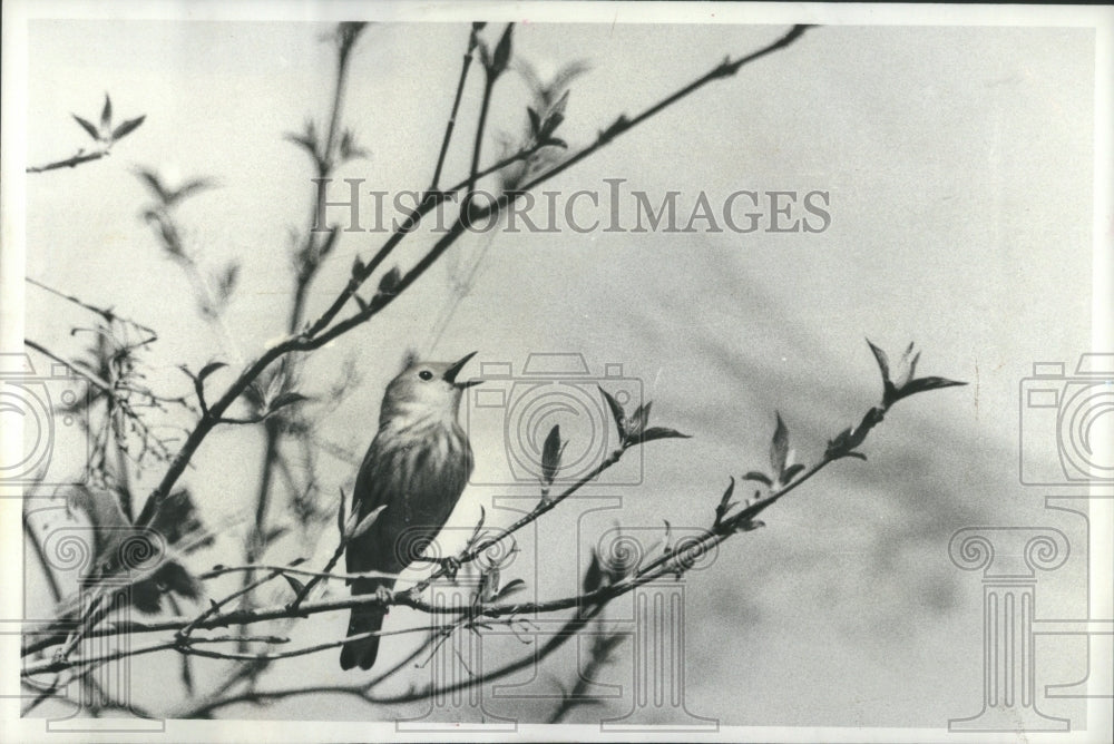 1980 Press Photo Yellow Warbler Thrills Plum Tree - RRU06277 - Historic Images