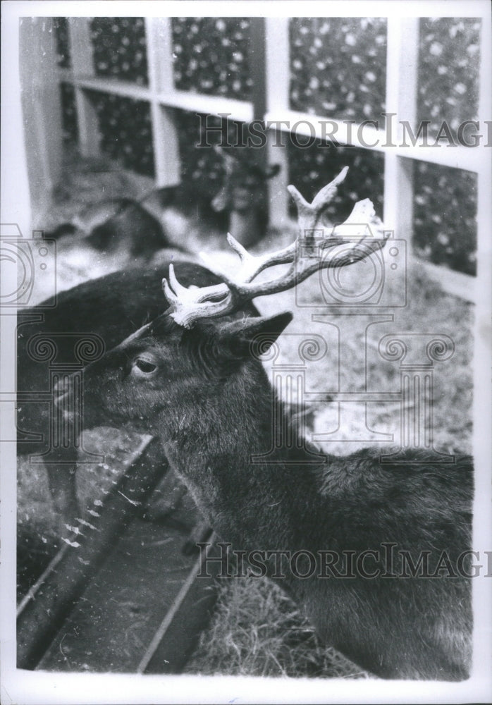 1968 Press Photo Reindeer Flight Plan Launch Christmas - RRU06363 - Historic Images