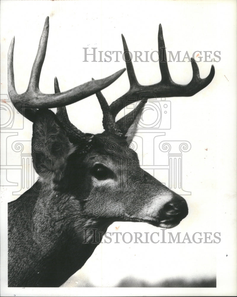 1979, Animal Deer Hunter Daybreak Shoot Doe - RRU06371 - Historic Images