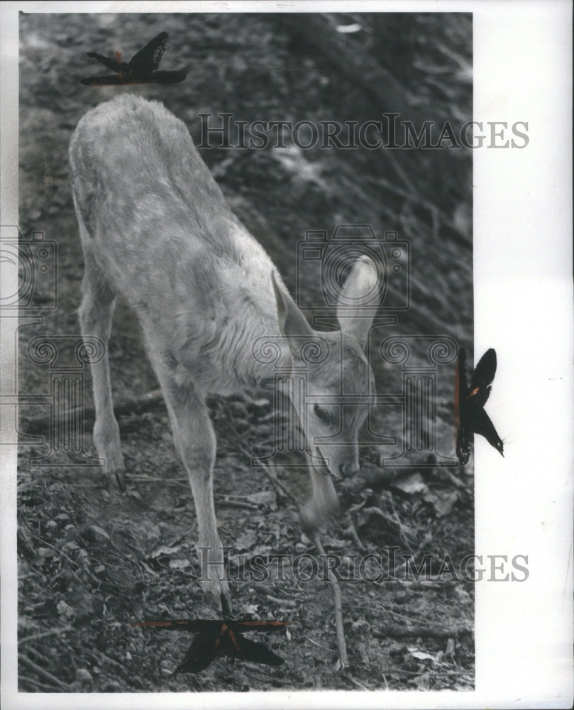 1973 Asian Deer Animal Forest Show Nature - Historic Images