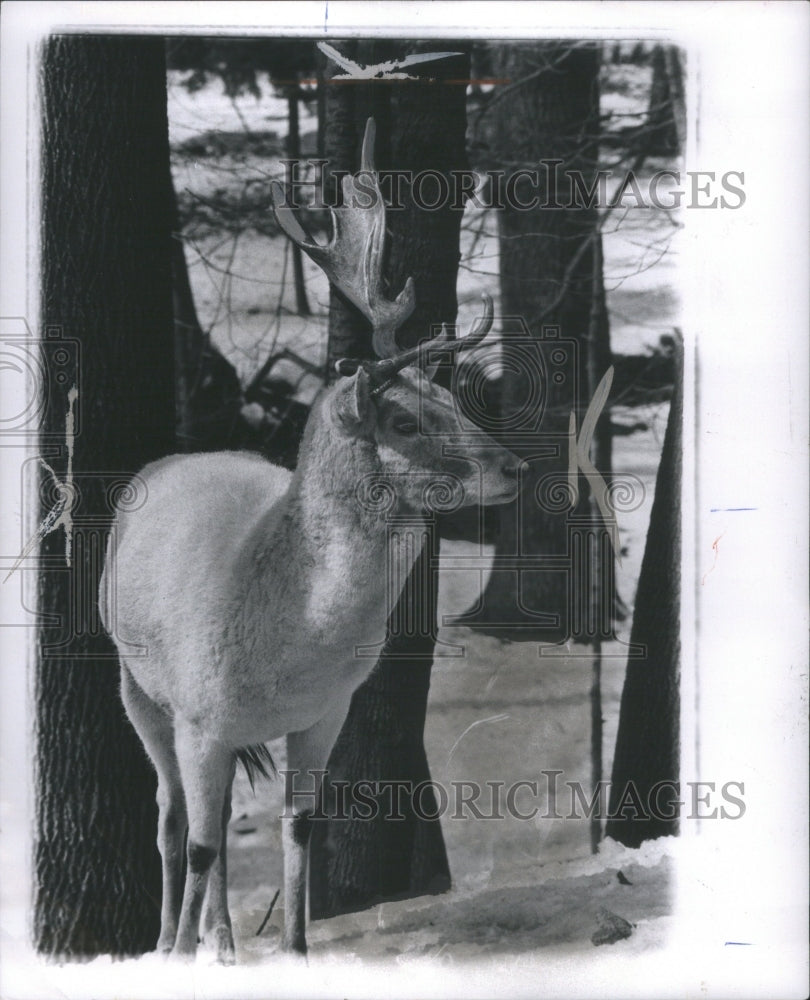 1973 Press Photo European Deer  Cervidae family White - Historic Images