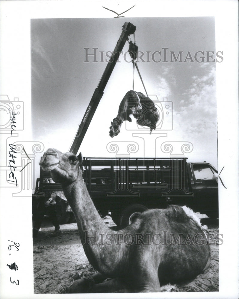 1991, Camel Market Crane Lorry Desert Sell - RRU06689 - Historic Images